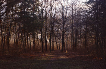 Brown - Free image #297471